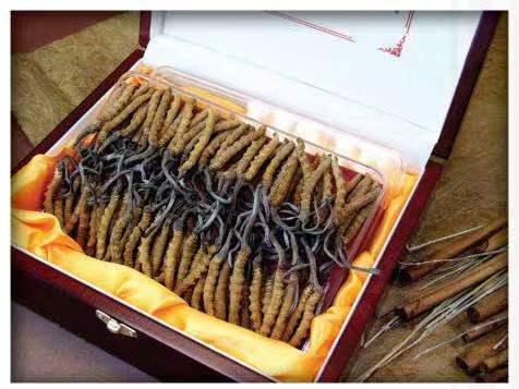 宿州冬虫夏草回收